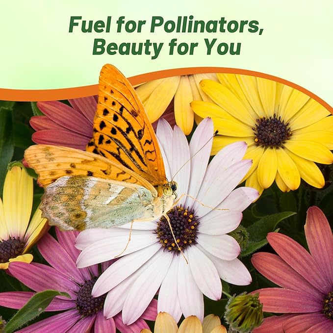 Outsidepride Grand Canyon Mix Osteospermum African Daisy Seeds - 10 Pcs. Perennial Flower Seeds for Planting Outdoors with Long-Lasting Blooms, Drought-Tolerant, Easy to Grow for Sunny Garden & Border