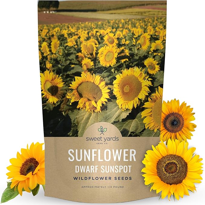 Dwarf Sunspot Sunflower - Bulk 1/4 Pound Pouch - 2,000 Flower Seeds for Planting - Helianthus annuus