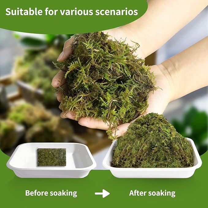 Compressed Sphagnum Moss for Plants & Reptiles (2pc)– Dried Peat Moss, Moisture-Retentive for Indoor Plants, Orchids, Terrariums, Reptile Bedding (100% Natural, Reptile-Safe