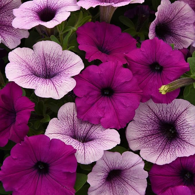 Outsidepride Plumb Pudding Mix Easy Wave Petunia Seeds - 30 Pcs. Annual, Compact & Spreading Flower Seeds for Planting Low Growing Vibrant Blooms, Ideal for Garden Beds, Baskets & Container Displays