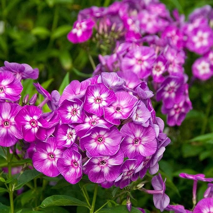 Mixed Phlox Seeds for Planting - 2000 Creeping Phlox Seeds Perennial Ground Cover Plants- Annual Flower for Home Garden