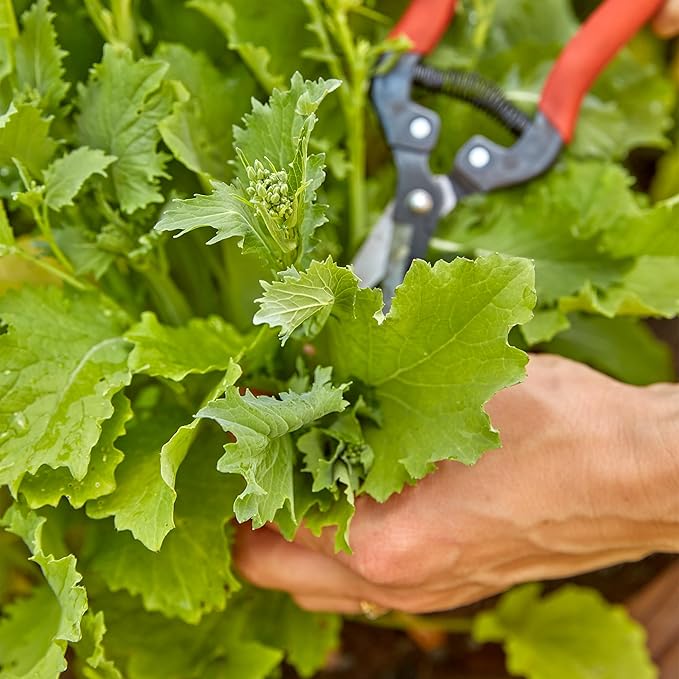 Burpee Spring Broccoli Seeds - Early and Reliable Production