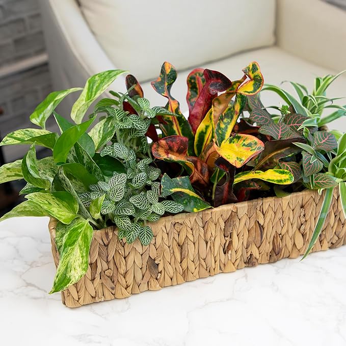 Easy to Grow Houseplants (Pack of 6), Live House Plants in Containers, Growers Choice Plant Set in Planters with Potting Soil Mix, Home Décor Planting Kit or Outdoor Garden Gifts by Plants for Pets