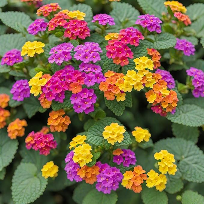 50+ Lantana Seeds: Vibrant Perennial Flowers for Summer Color
