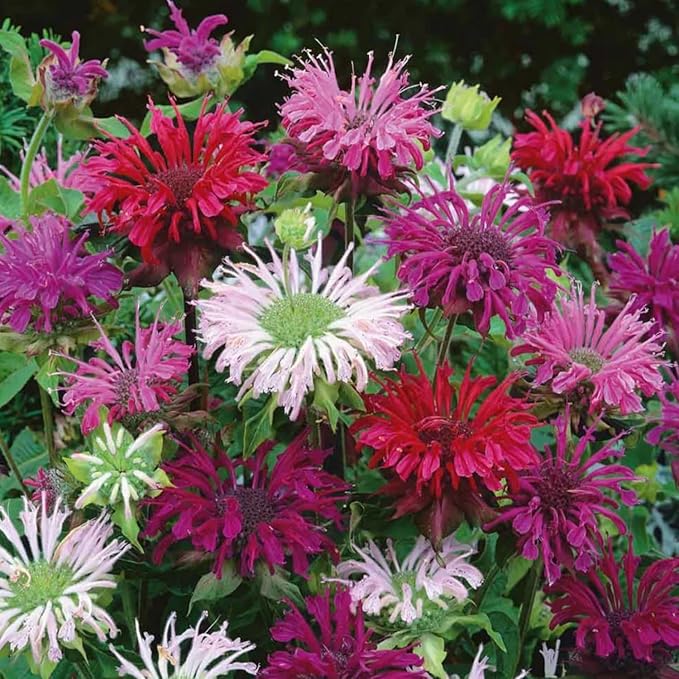 500+ Bee Balm Flower Seeds Perennial Monarda Didyma Bee Balm Heirloom Flower for Planting Non-GMO Seeds - Open-Pollinated