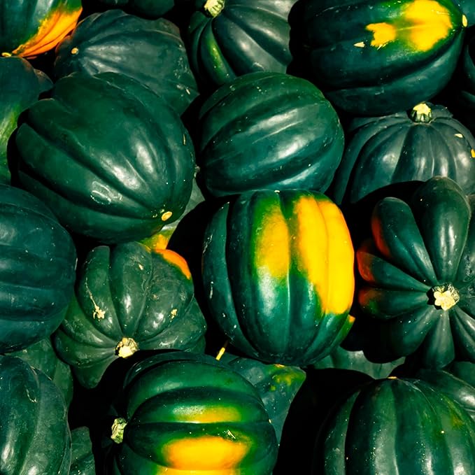 Organic Table Queen Acorn Squash Seeds (Cucurbita Pepo), 20 Grams (100 Seeds) - Winter Squash Variety by Smoke Camp Crafts