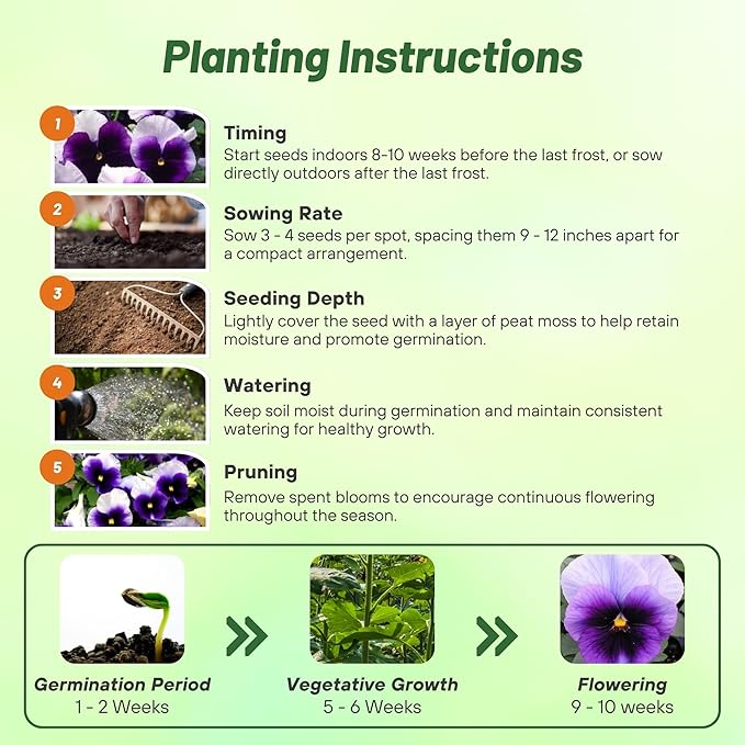 Outsidepride Purple & White Bicolor Beaconsfield Viola Pansy Seeds for Planting - 2,000 Pcs. Cold-Hardy & Pollinator Friendly Flowers with Fragrant Blooms for Garden Beds, Borders & Container Displays