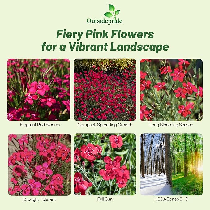 Outsidepride Deltoides Maiden Pink Dianthus Seeds for Planting - 10000 Pcs Easy to Grow Hardy Perennial Flower Seeds with Colorful & Fragrant Blooms for Mixed Planting, Containers & Pollinator Gardens