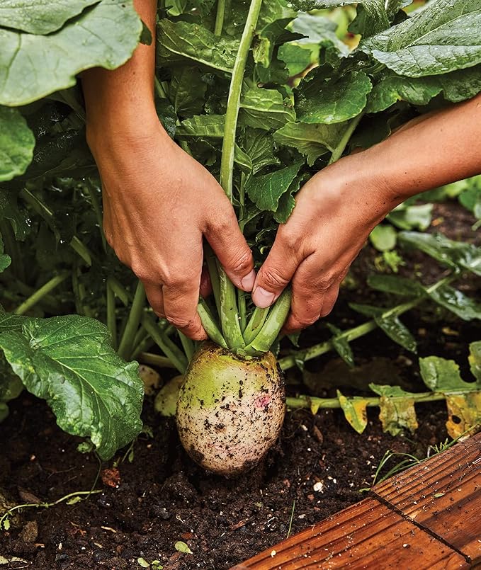Burpee Watermelon Radish Seeds 300 seeds