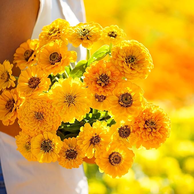 Eden Brothers Zinnia Seeds - Canary Bird, Non-GMO Seeds for Planting, 1/4 lb | Low-Maintenance Flower Seeds, Plant During Spring, Zones 3, 4, 5, 6, 7, 8, 9, 10