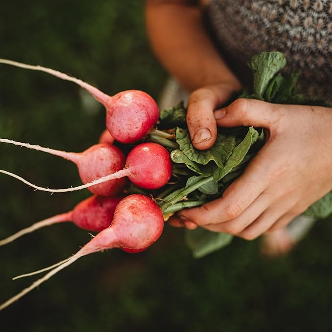 Pink Celebration Radish - 150 Seeds - Heirloom & Open-Pollinated Variety, Easy-to-Grow & Fast-Growing, Non-GMO Vegetable Seeds for Planting Indoors or Outdoors in The Home Garden, Thresh Seed Company