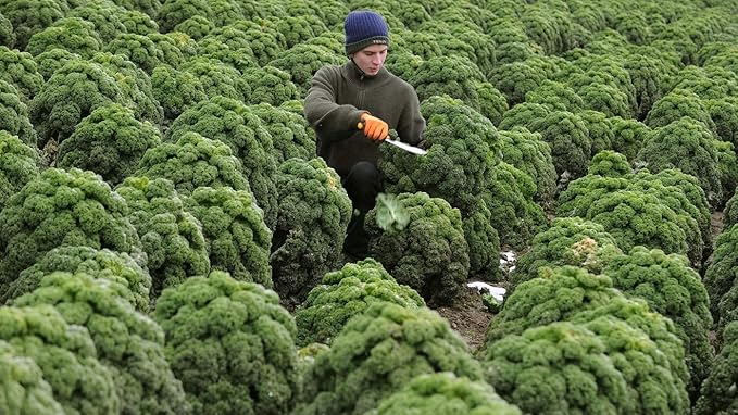300+ Seeds Bush Kale Giant Cabbage - Vegetable Green
