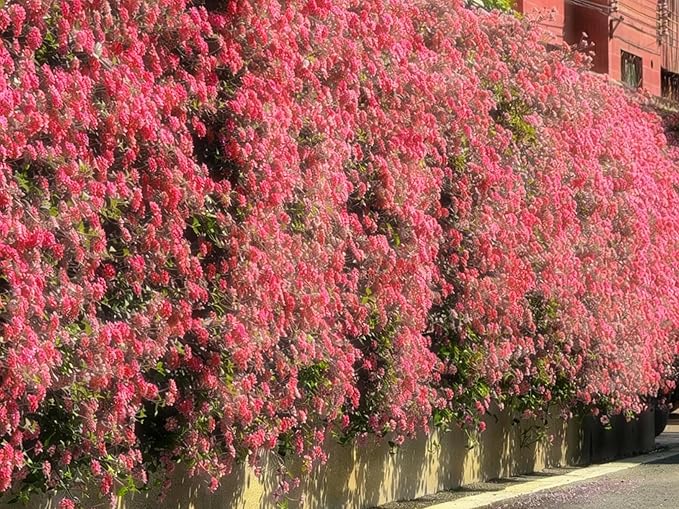 Mix Lantana Seeds for Planting, 350+pcs Rare Perennial Lantana Flower Seeds Plants, Heirloom NO-GMO Yard Potted Decoration Beauty Flowers Plants for Home Garden Outdoors