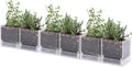 D'vine Dev 4 Inch Herb Planter Pot, Plastic Planter with Drainage Holes and Saucer, Modern Decorative Gardening Pot for Indoor Plants, Flowers, Herbs, Succulents, Clear, Set of 6, 76-Y-D-6