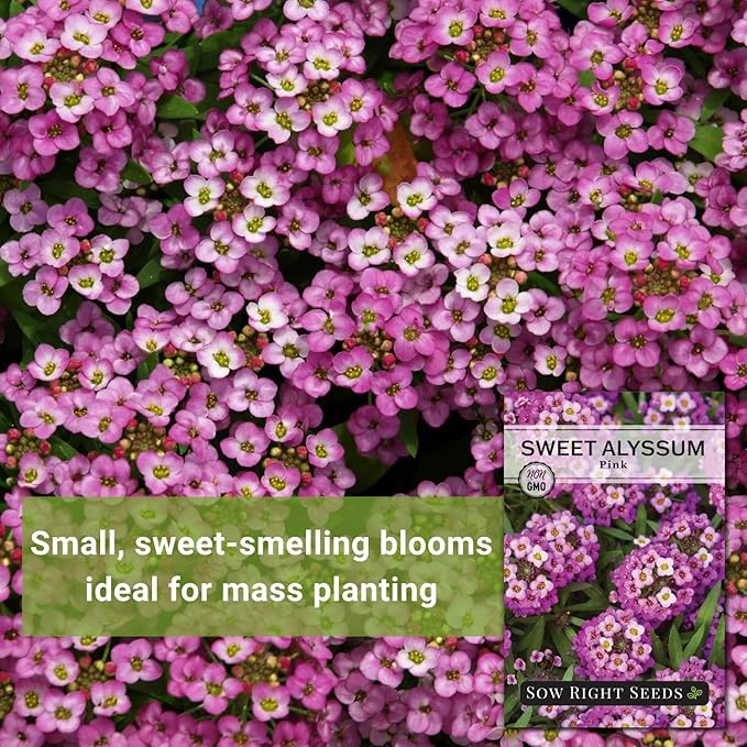 Sow Right Seeds - Sweet Pink Alyssum Seeds for Planting - Non-GMO Heirloom Annual or Short-Lived Perennial Blooms - Easy to Grow, Attracts Pollinators - Ideal for Borders, Containers, Ground Cover (1)