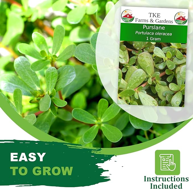 TKE Farms & Gardens Purslane Seeds for Planting - 1 Gram Packet, 2000+ Non-GMO Heirloom Seeds, High Germination, Edible & Medicinal, Heat & Drought-Tolerant, Easy-to-Grow Ground Cover, Qty 1
