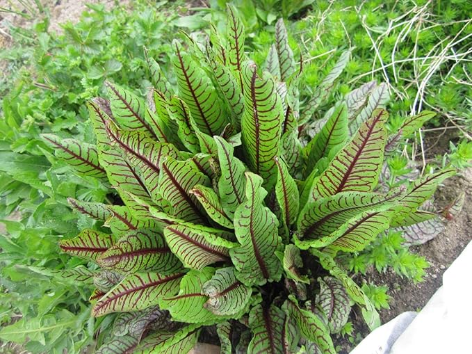 NIKA SEEDS - Seeds Herb Sorrel Bloody Dock Red Veined - 100 Seeds