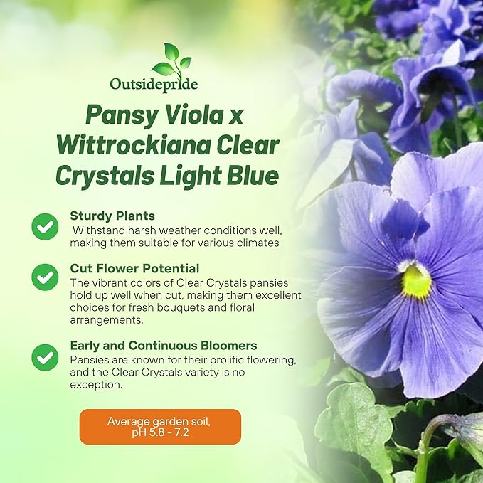 Outsidepride Light Blue Viola Pansy Seeds for Planting - 2,000 Pcs. Biennials, Trailing, Cold-Hardy & Pollinator Friendly Flowers with Fragrant Blooms for Garden Beds, Borders & Container Displays