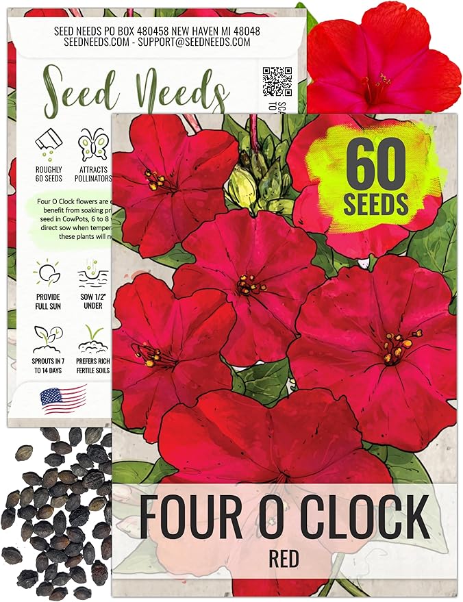 Seed Needs, Red Four O Clock Seeds - 60 Heirloom Seeds for Planting Mirabilis Jalapa - Colorful Flowers to Attract Butterflies Pollinators and Hummingbirds to The Garden (1 Pack)