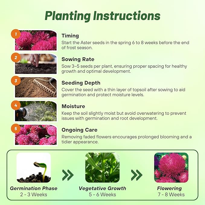 Outsidepride Gremlin Aster Seeds - 1000 Pcs. Annual, Hardy & Pollinator Friendly Flower Seeds for Planting Vibrant Dark Rose Blooms and Oval-Shaped Leaves, Great for Meadows & Aesthetic Gardens