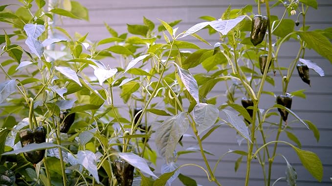 Sereniseed Certified Organic Hot Pepper Seeds (10-Pack) – Non GMO, Open Pollinated – Jalapeño, Cal Wonder, Banana, Serrano, Shishito, Red Habanero, Poblano, Cayenne and More