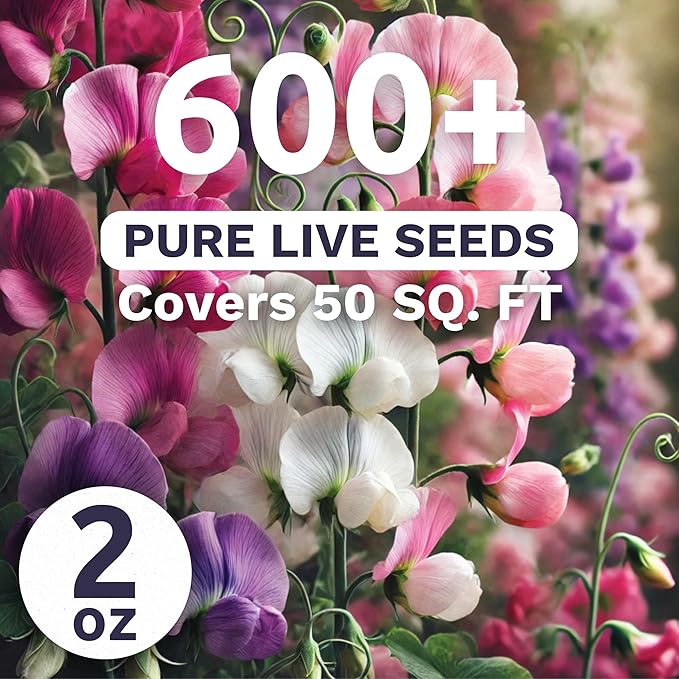 Sweet Pea Knee High - Bulk 2 Ounce Pouch - 600 Flower Seeds for Planting - Lathyrus odoratus