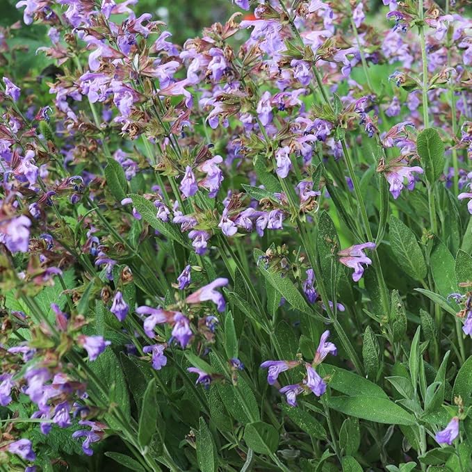 The Old Farmer's Almanac Heirloom Sage Seeds (Broad Leaved Sage) - Approx 70 Seeds - Non-GMO, Open Pollinated