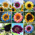 100+ Rare Sunflower Seeds for Planting Outdoor-Exotic Sunflower Seeds-Sun Flower Seed Non-GMO Heirloom Blooms in Home Garden
