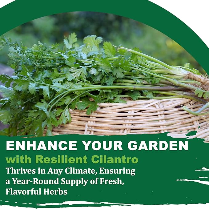 TKE Farms & Gardens - Cilantro Seeds for Planting, 150+ Non-GMO Heirloom Coriander Seeds, Slow Bolt for Long Harvest, Indoor or Outdoor Herb Garden, Easy Growing Instructions Included