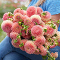 Eden Brothers Dahlia Bulbs (Ball) - Jowey Nicky, Non-GMO Bulbs for Planting, 2 Bulbs | Low-Maintenance Flower Bulbs, Plant During Spring, Zones 8, 9, 10, 11