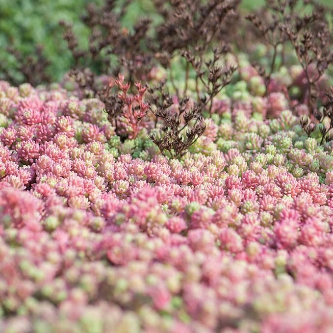 Outsidepride Hispanicum Sedum Seeds - 2000 Pcs Perennial Ground Cover Seeds for Planting, Cold-Hardy & Heat-Tolerant Succulent Plants, Ideal for Rock Gardens, Containers, and Xeriscaping