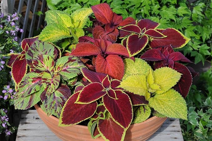 100+ Seeds Coleus Exotic (Black, Chocolate, Red Dragon, Watermelon) Indoor Full Sun - Flower Mix