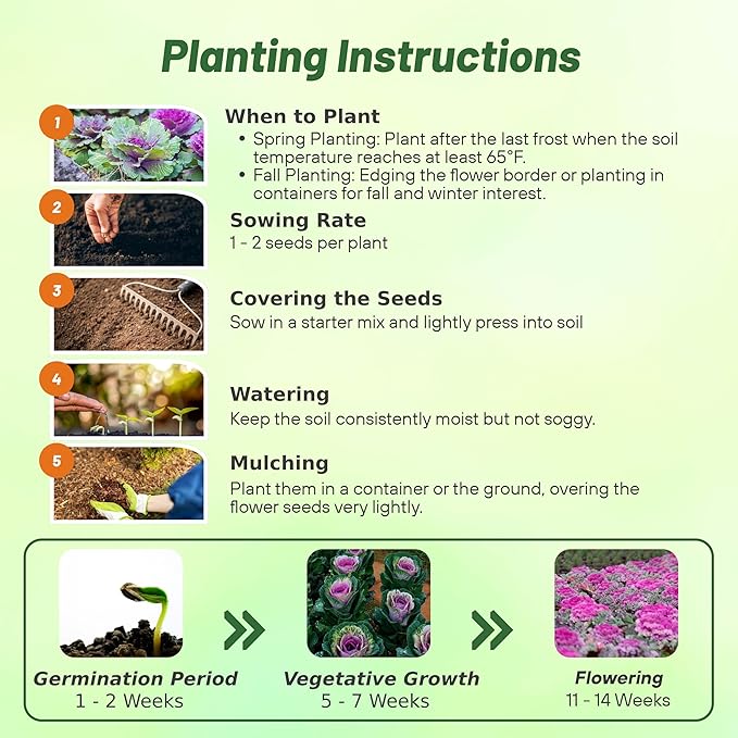 Outsidepride Ornamental Cabbage Flower Seeds - 2000 Pcs. Annual, Cold Tolerant & Low Maintenance, Flower Seeds for Planting Vibrant Mixed Blooms, Great for Garden Edging, Borders, & Container Displays