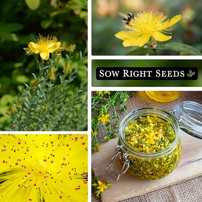 Sow Right Seeds - St John’s Wort Seeds for Planting - Non-GMO Heirloom Packet with Instructions to Plant & Grow an Outdoor or Indoor Herb Garden - Native Wildflower with Medicinal & Culinary Uses (2)