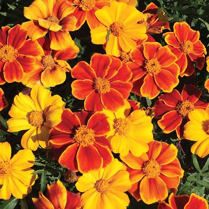 Outsidepride Sunglow French Marigold Seeds - 100 Pcs Annual, Compact, Heat & Drought Tolerant Flower Seeds for Planting w/Double Crested, Bi-Colored Blooms, Ideal for Vibrant Pollinator Gardens