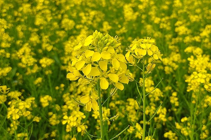 2000 Florida Broadleaf Mustard Seeds for Planting - Heirloom, Non-GMO, USA Grown - Brassica Juncea