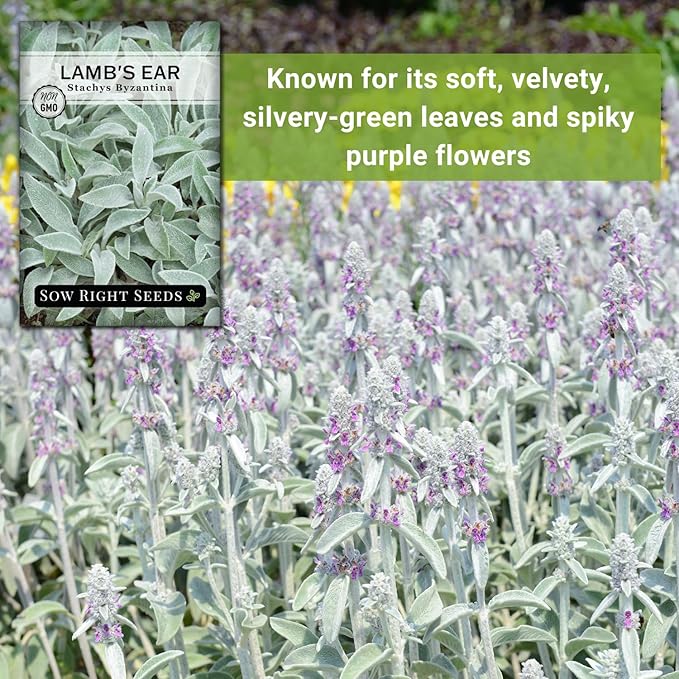 Sow Right Seeds - Lambs Ear Seeds for Planting - Non-GMO Heirloom Packet with Instructions to Grow an Outdoor Flower Garden - Wooly Silver Leaves, Perennial Foliage - Stachys for Rock Gardens (2)
