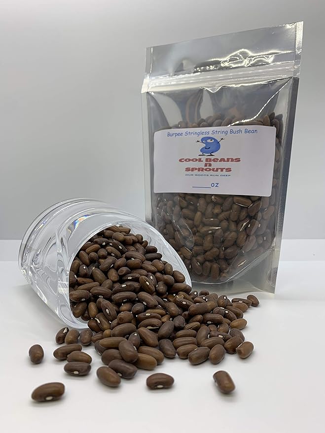 Stringless String Bean Seeds 10 Ounce A Garden Favorite, Early Producer and Heavy yielding Bean. "COOL BEANS n SPROUTS" Brand,