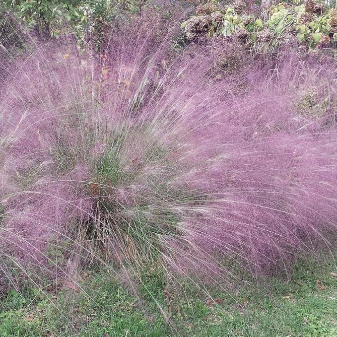 Outsidepride 1000 Seeds Perennial Eragrostis Spectabilis Ornamental Love Grass Seed for Planting