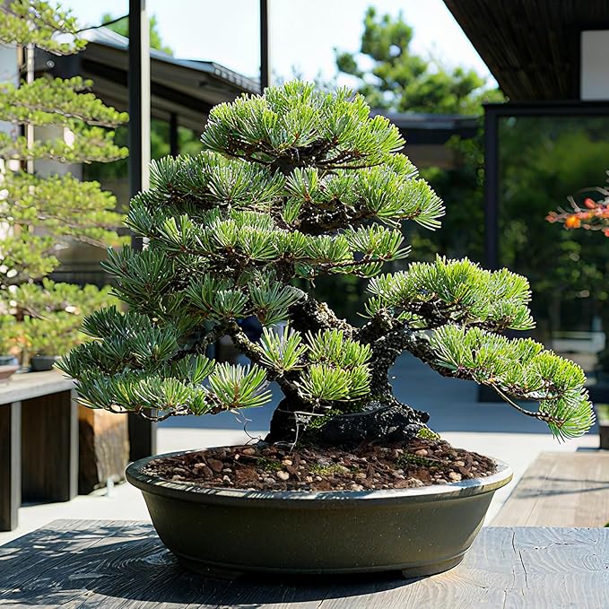 Premium Bonsai Soil 2qt- Aerated & Fast-Draining for Bonsai Pots, Promotes Healthy Growth
