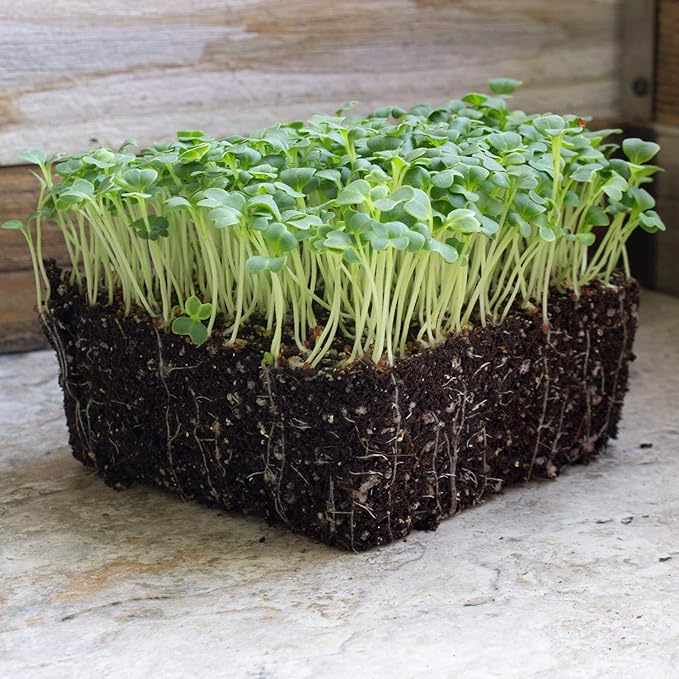 Mibuna Mustard Seeds - 1 Oz ~8500 Seeds - Non-GMO Japanese Herb, Vegetable Garden & Microgreens Seeds