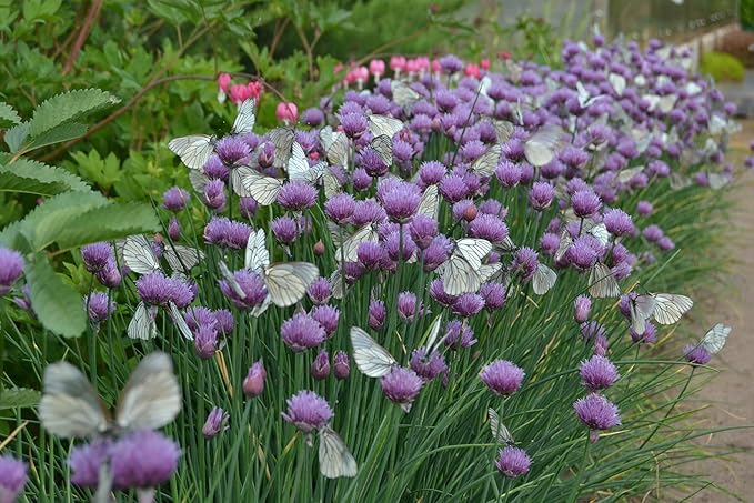 Seeds Chives Onion - Heirloom Vegetable - GMO Free