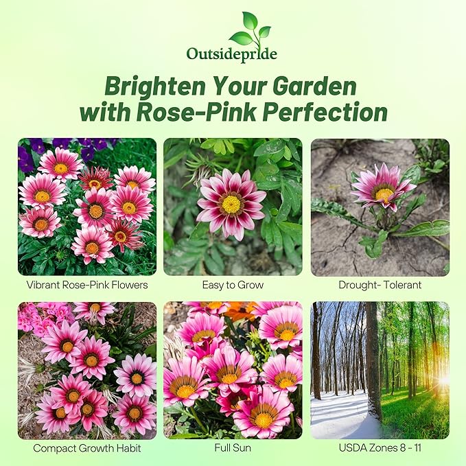 Outsidepride Kiss Rose Gazania Seeds for Planting – 25 Pcs Perennial, Low-Maintenance, Drought-Tolerant Ground Cover Seeds for Vibrant Summer & Fall Flowers, Great for Outdoor Gardens
