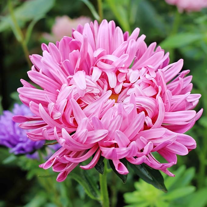 Seed Needs Crego China Aster Seeds for Planting - Heirloom & Untreated - Grow a Butterfly Garden with a Mixture of Colorful Cut Flowers to Pair with Zinnias (1 Pack)