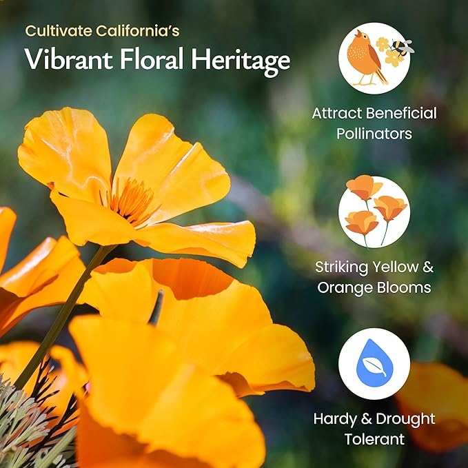 Created by Nature California Poppy Flower Seeds, 20,000 Native Wildflower Seeds, California State Flower