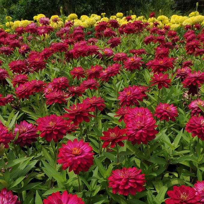 Eden Brothers Zinnia Seeds - Zahara Double Cherry