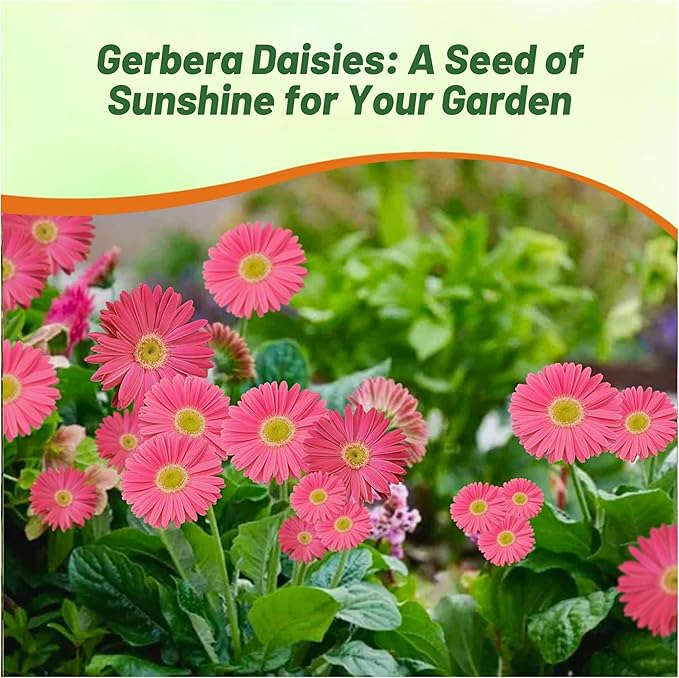 Outsidepride Rose Shades Gerbera Seeds - 10 Pcs Perennial, Compact & Low Maintenance, Flower Seeds for Planting w/Vibrant Rose Blooms, Ideal for Garden Landscaping & Cut Flower Arrangements