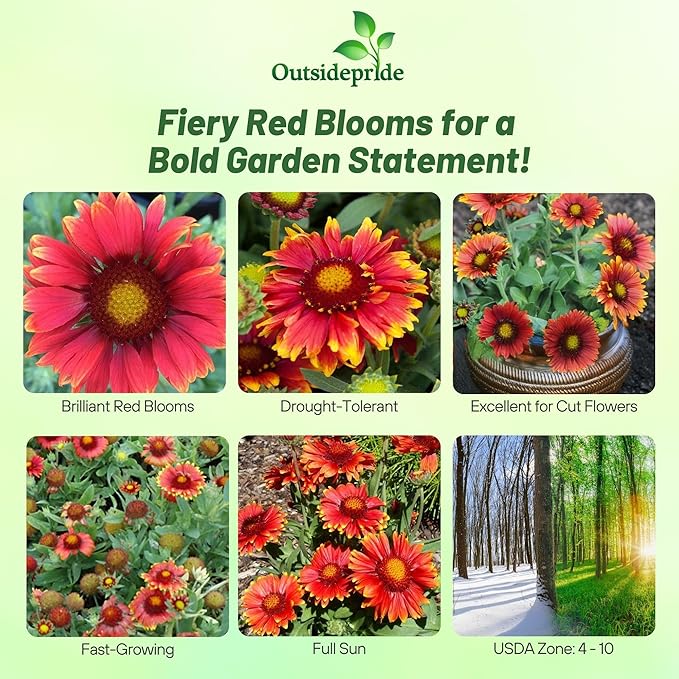 Outsidepride Gaillardia Aristata Arizona Red Shades Blanket Flower Seeds for Planting - 100 Pcs Perennial Wildflower Seeds, Drought-Tolerant for Xeriscaping, Pollinator Gardens, or Wildflower Mixes