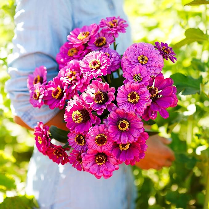 Eden Brothers Zinnia Seeds - Violet Queen, Non-GMO Seeds for Planting, Packet | Low-Maintenance Flower Seeds, Plant During Spring, Zones 3, 4, 5, 6, 7, 8, 9, 10