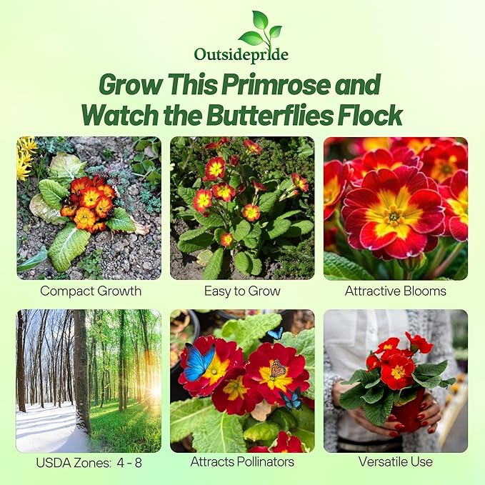 Outsidepride Danova Yellow Red Common Primrose Seeds - 50 Pcs Annual, Hardy, Easy to Grow & Low Maintenance Flower Seeds for Planting Vibrant Soft Blooms, for Containers, Borders & Erosion Control